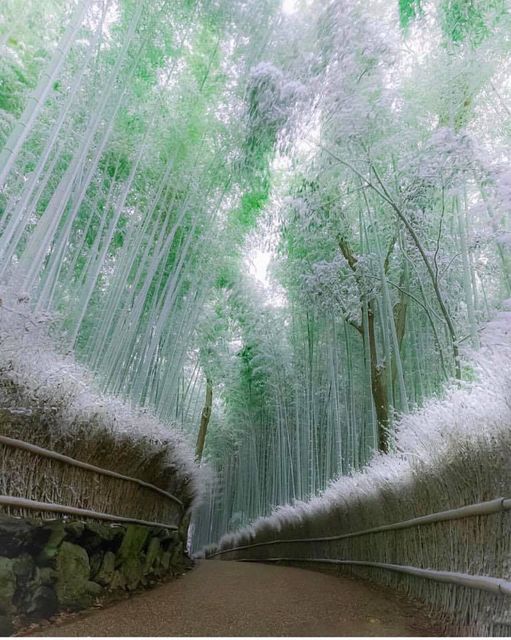 Δάσος με μπαμπού στο Kyoto στην Ιαπωνία.!!!... 2