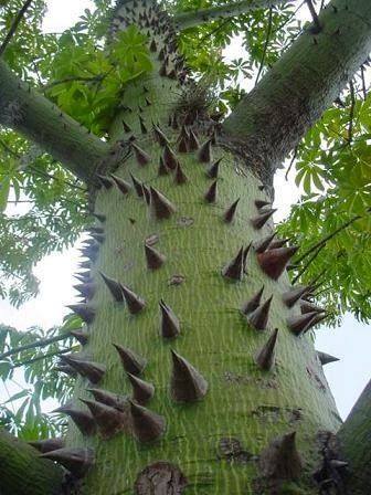 Το επιβλητικά αγκαθωτό δέντρο Ceiba, που είναι αυτοφυές στο Μεξικό.!!... 2