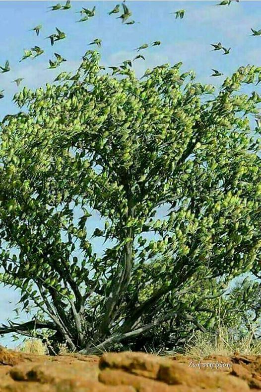 αυτό το δέντρο , δεν έχει φύλα είναι όλα πουλιά......... 2