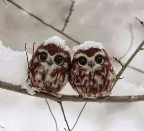 Δύο μωρά κουκουβάγιες στο χιόνι ...... 2