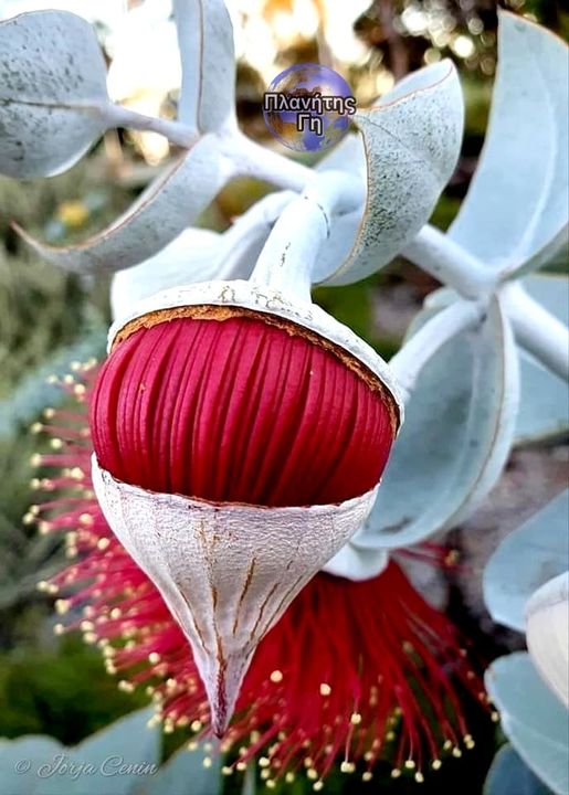 Eucalyptus flower...