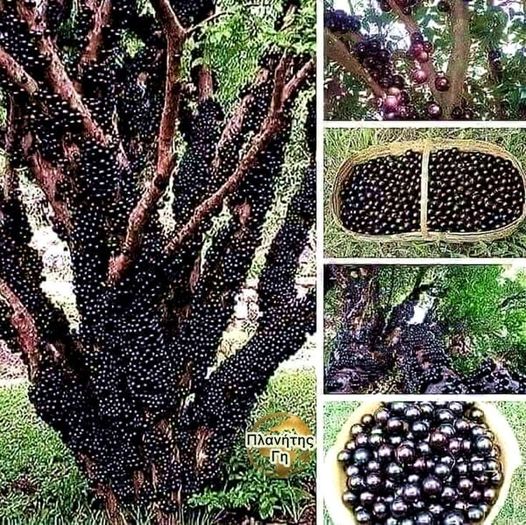 Jabuticaba tree, μόνο σε Βραζιλία, Αργεντινή, Παραγουάη, Βολιβία,... 1