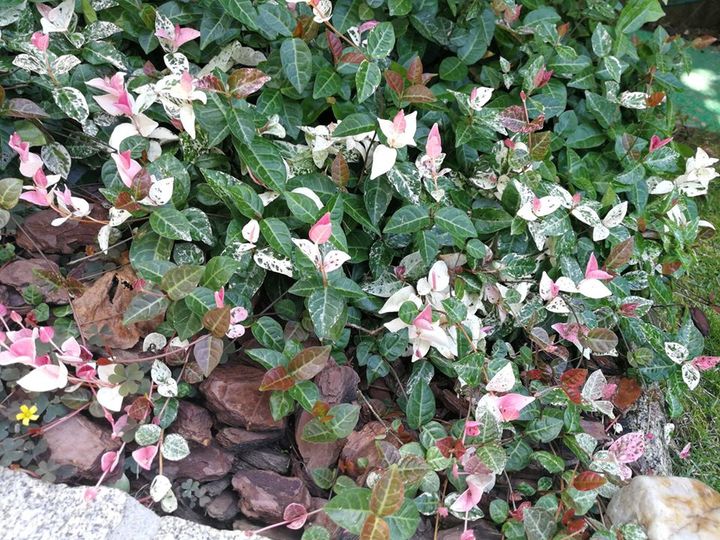 Trachelospermum asiaticum 'tricolor'. Απλά υπέροχοοοο.!!... 1