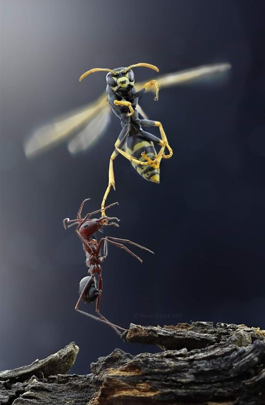 Ένα μυρμήγκι προσπαθεί να ρίξει μια ιπτάμενη σφήκα... 1