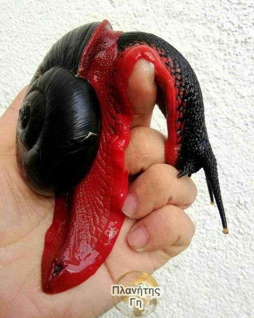 Ένα σπάνιο είδος σαλιγκαριού που ονομάζεται Fire Snail ζει στη Χερσόνησο της Μαλ... 1