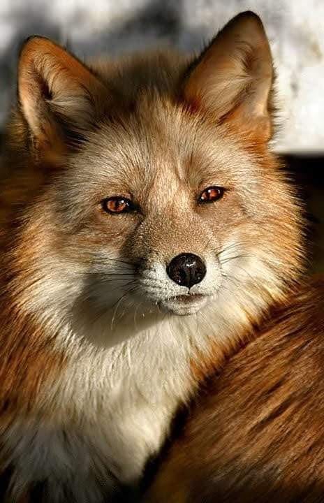 Όμορφη Κόκκινη Αλεπού... 1