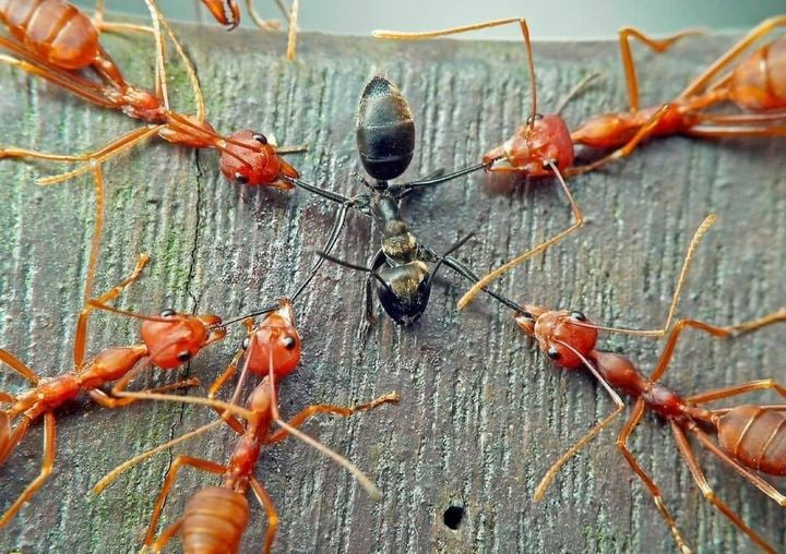 Αν μαζέψεις 100 μαύρα μυρμήγκια και 100 κόκκινα μυρμήγκια και τα βάλεις μαζί σε ... 1