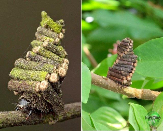 Οι Bagworm Moth Caterpillar συλλέγουν και πριονίζουν μικρά ραβδιά για να κατα... 1