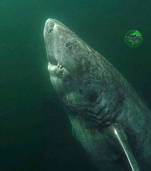 Πρόκειται για έναν 390 χρονο καρχαρία της Γροιλανδίας που ανακαλύφθηκε πρόσφατα ...