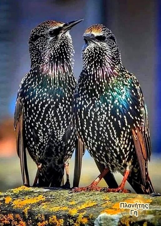 Το Sansonnet Starling είναι είδος πτηνού ,Είναι επίσης γνωστό για τις φωνητικές ...