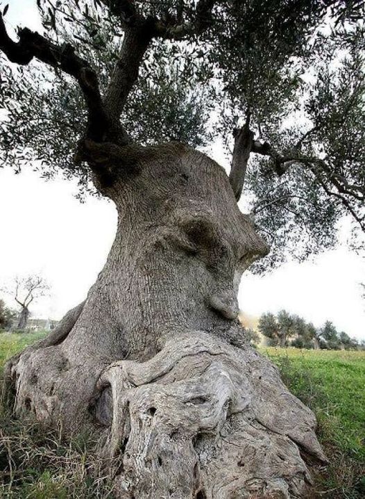 Το ′′ Δέντρο Σκέψης ′′ - Αρχαία ελιά στην Πούλια, Ιταλία... 1