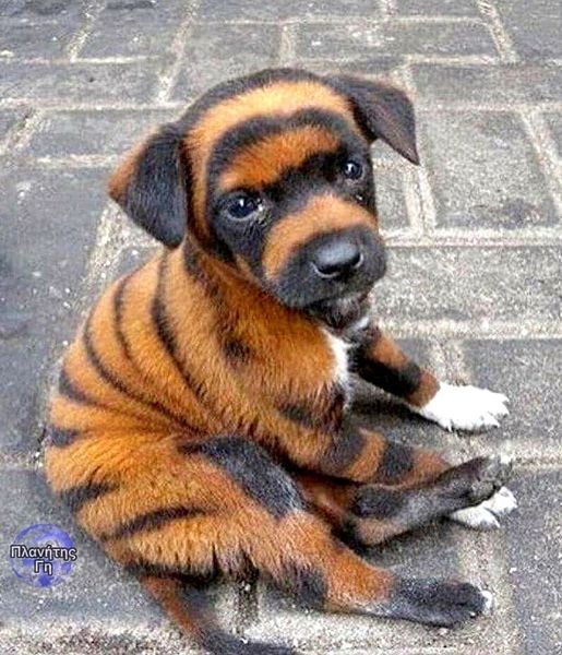 ένα σκυλάκι που μοιάζει με τίγρη...