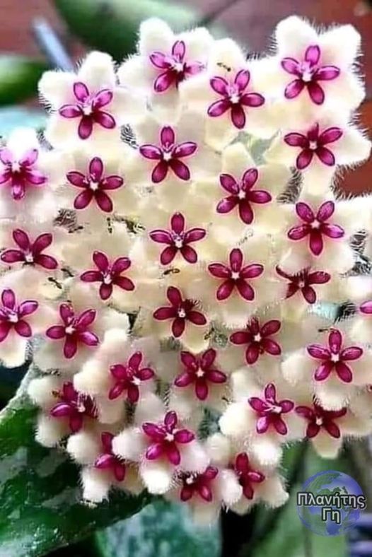 ′′ Hoya carnosa," (το κεράκι) Πρόκειται για ένα κοινό λουλούδι σπιτιού που καλλ... 1