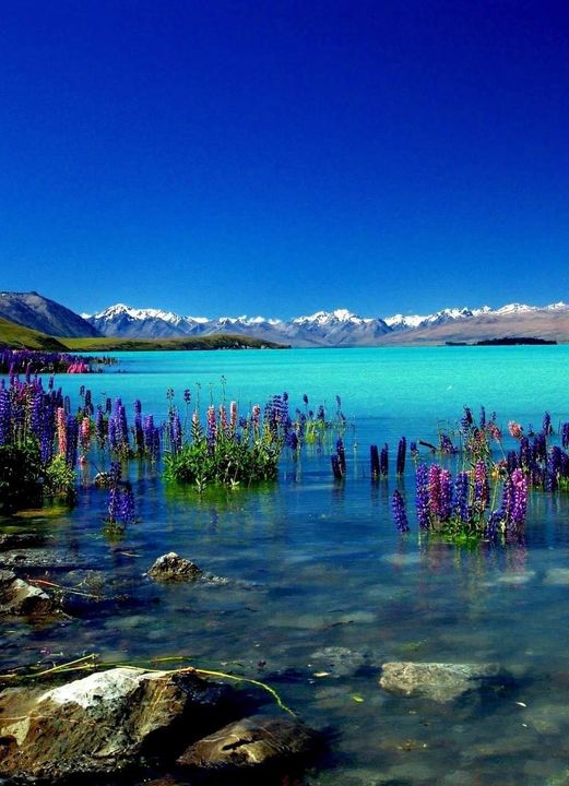 Lake Tekapo-New Zealand.... 1