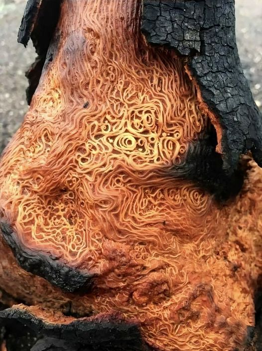 This is what a tree looks like when lightning strikes it....
