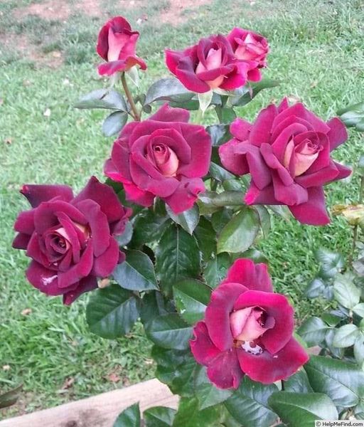 Όμορφα σκούρα ροζ τριαντάφυλλα...