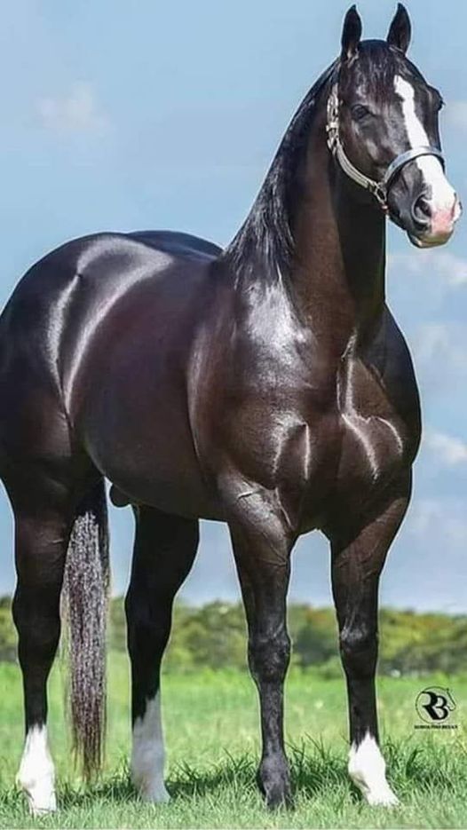 Απόλυτα Τέλειο άλογο...