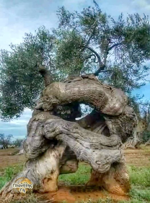 Ελαιόδεντρα στην Απουλία της Ιταλίας...