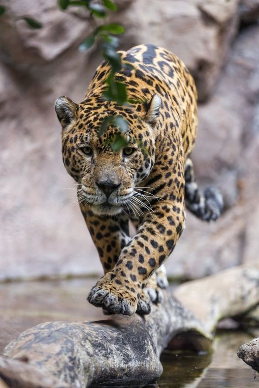 Η Jaguar είναι το μεγαλύτερο είδος γάτας στην Αμερική και το τρίτο μεγαλύτερο στ... 1