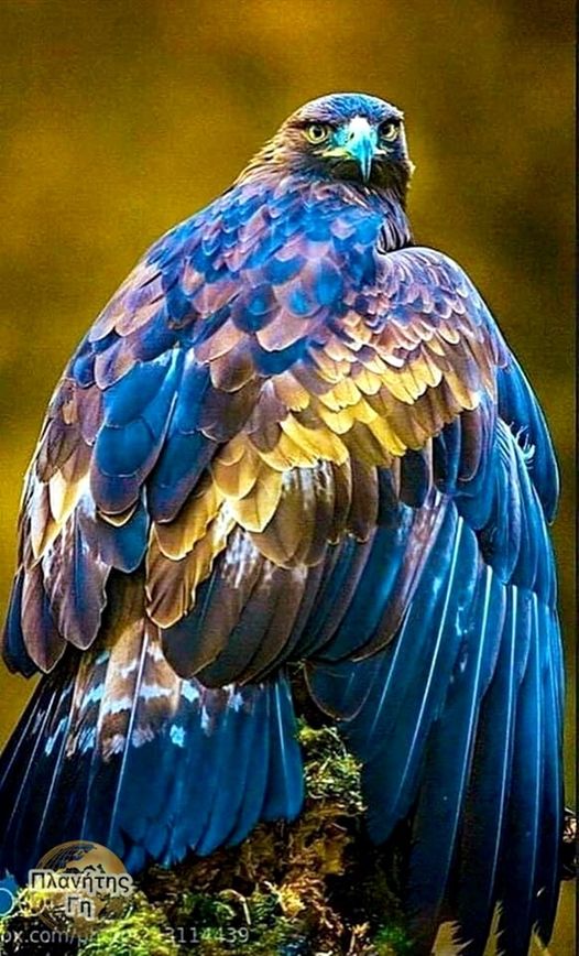 Μπλε αετός .απ τη Χιλή...