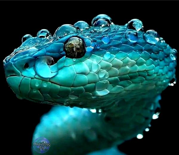 Το Blue Pit Viper,  στην Ινδονησία είναι γνωστό ότι είναι επιθετικό αρπακτικό. ,...