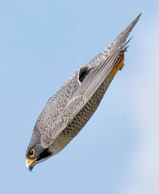 Το Pilgrim Hawk (Falco Peregrinus) είναι το ταχύτερο πτηνό στον πλανήτη, συνήθως... 1