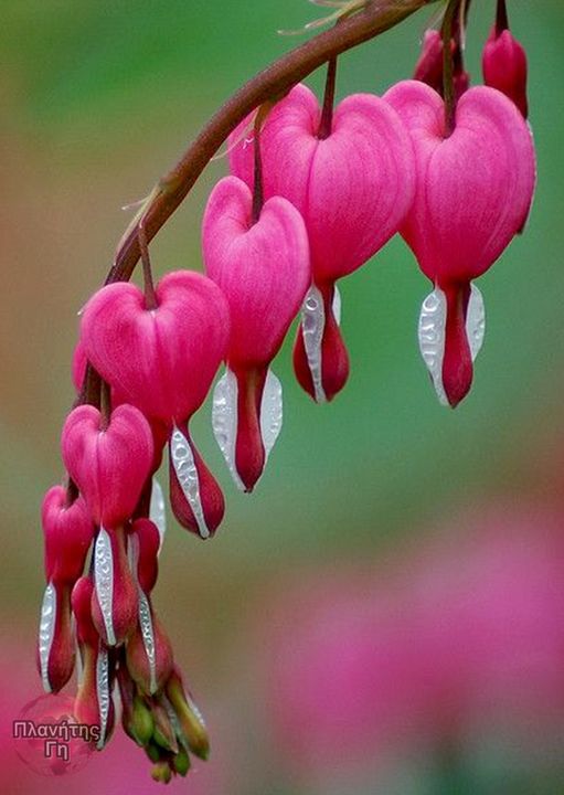 Το λουλούδι της καρδιάς, (ή ασιατική-καρδιά που  αιμορραγεί)...