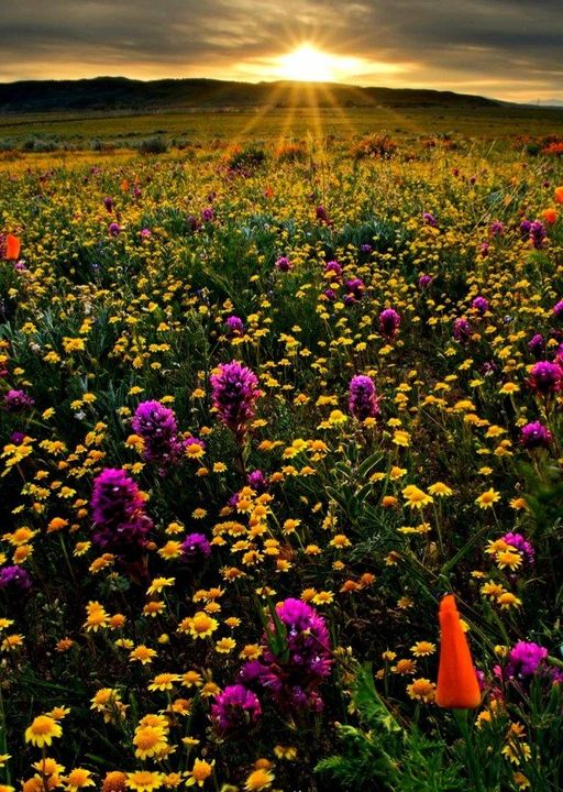 Antelope Valley, California, USA... 1