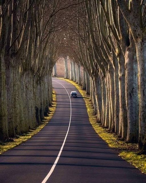 Awesome Tree Tunnels!...