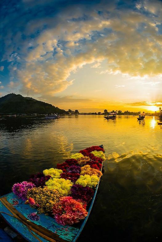 Dal Lake in Srinagar, Kashmir, Jammu and Kashmir....