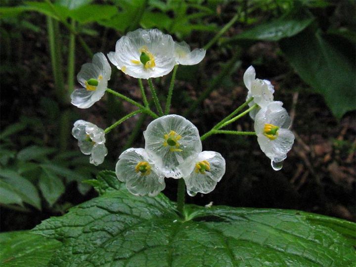 Diphylleia Grayi, ένα ολόλευκο λουλούδι που μόλις ακουμπήσουν τα πέταλά του οι σ...
