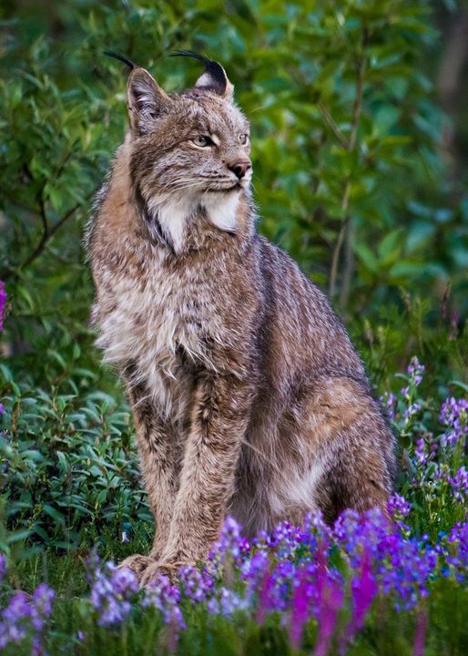 Regal and majestic, Canada lynx have long tufts of black fur on the tips of thei...