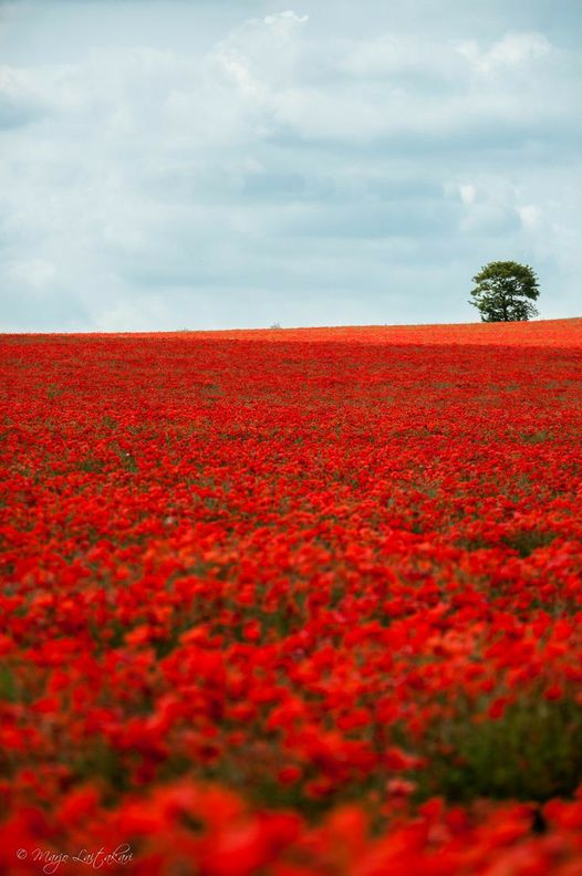 Sea of poppies...