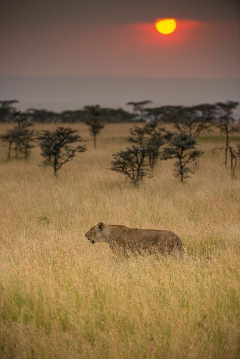 Tanzania Big Cats... 1