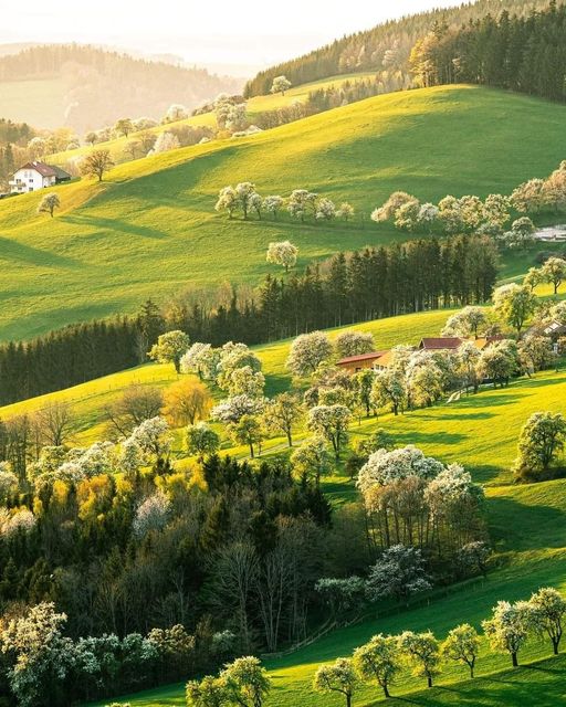 The Green hills in Austria...