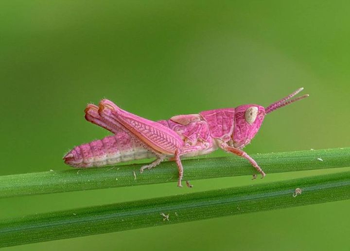 Γνωρίζετε ότι,μια σπάνια ροζ ακρίδα εντοπίστηκε,σε μια μικρή λίμνη στη Βρετανία,... 1