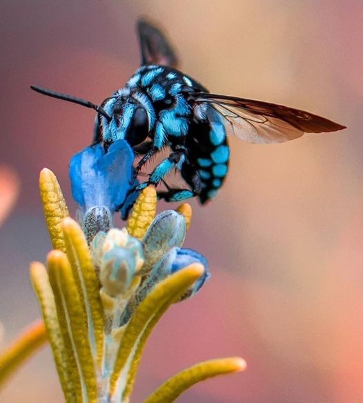 Η μπλε μέλισσα είναι το είδος Thyreus caeruleopunctatus της οικογένειας Αpidae, ...
