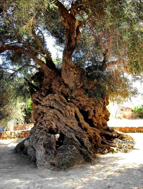 Το παλαιότερο δέντρο ελιάς στον κόσμο που βρίσκεται στο νησί της Κρήτης. Εκτιμάτ...