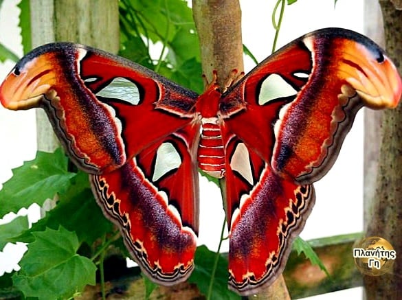 Ο σκόρος του Άτλαντα (atlas moth) έχει φτερά που μοιάζουν με δύο κόμπρες βλέπ... 3