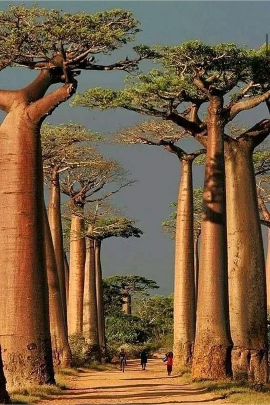 Avenue of the baobabs, Madagascar...