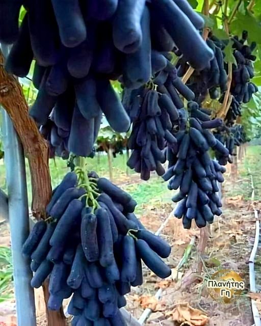 Black Sapphire grapes. Ένα μαύρο σταφύλι χωρίς σπόρους με ένα ασυνήθιστο χαρακτη...