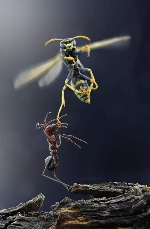 Ένα μυρμήγκι προσπαθεί να ρίξει μια ιπτάμενη σφήκα....