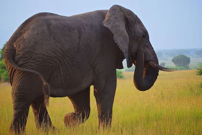 Γνωρίζετε ότι, ένας ελέφαντας χρειάζεται περίπου 300 κιλά φαγητό και πολύ νερό κ... 1