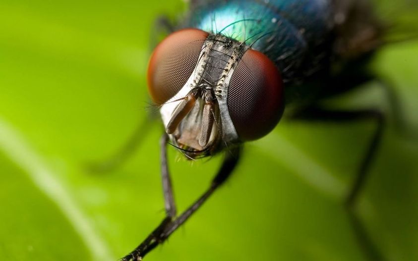 Γνωρίζετε ότι, οι μύγες βλέπουν επτά φορές πιο γρήγορα από τους ανθρώπους και αυ... 1