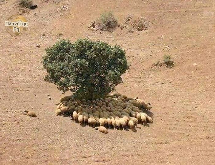 Κάθε Δέντρο έχει αξία... 1