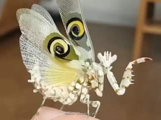 Κι όμως είναι έντομο !!! θαυμαστά πλάσματα της φύσης...