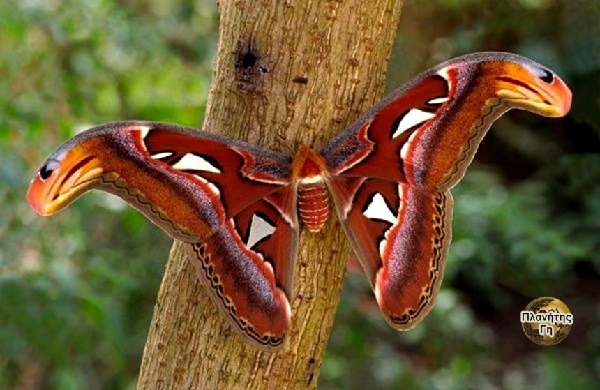 Ο σκόρος του Άτλαντα  (atlas moth)   έχει φτερά που μοιάζουν με δύο κόμπρες βλέπ...