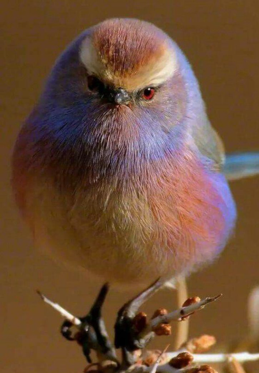Orite de Sophie ή Paruline η λευκόφρυδη. Tit-warbler), είναι ένα είδος πουλιών σ... 1