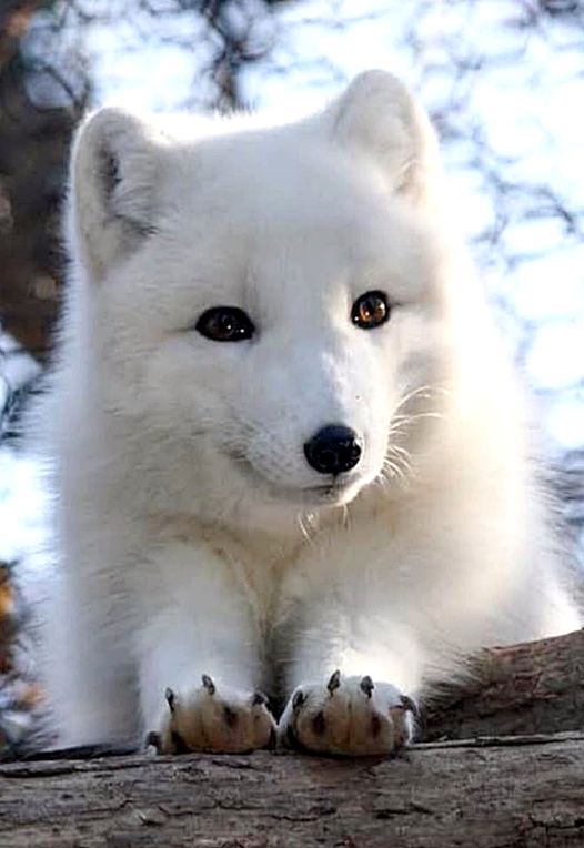 Αρκτική αλεπού... 5