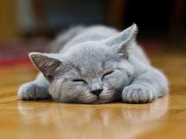 Γνωρίζετε ότι, οι γάτες αρέσκονται στο να κοιμούνται σχεδόν όλη τη μέρα και συγκ... 1
